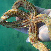 Península de Halkidiki Foto