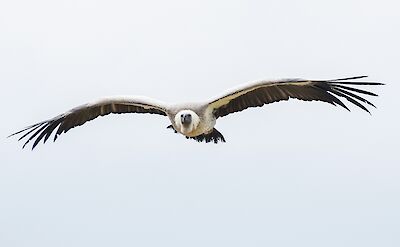 Eagle, Extremadura, Spain. Unsplash:Michel Meuleman