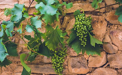 Vineyards in Spain. Flickr:Packermann