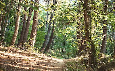 Woodland, Extremadura, Spain. Unsplash:Carlos Hernandez