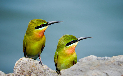 Exotic birds at Udawalawa National Park in Sri Lanka. Flickr:Dananjaya Chathuranga Photography