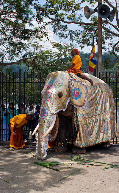 Elephants at the Temple of the Tooth, Kandy, Sri Lanka. Flickr:rufus.kahler