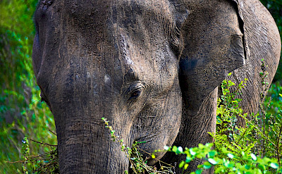 Elephants at Udawalawa National Park in Sri Lanka. Flickr:Peter Addor