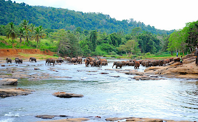 Elephants bathing in Sri Lanka. Flickr:Guido Bramante