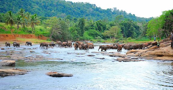 Elephants bathing in Sri Lanka. Flickr:Guido Bramante