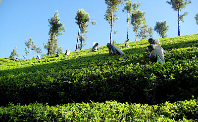 Tea plantation on the way to Kotagala, Sri Lanka. Photo via TO
