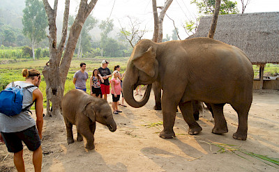 Friendly elephants in Thailand. Flickr:Evo Flash