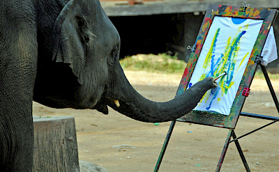 Painting elephants in Thailand. Flickr:Dennis Jarvis