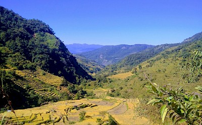 Fields and hills of Loboc, Philippines. Unsplash@Steve Sahrii
