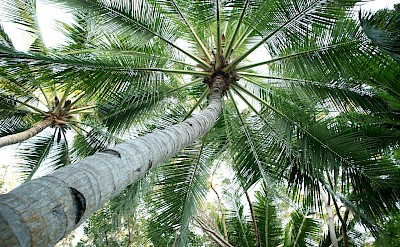 Looking up at palm trees, Panglao, Philippines. Unsplash@Kurt Liwanag