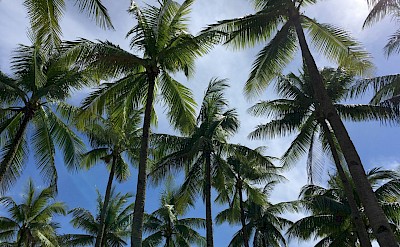 Palm trees, Dumaguete, Philippines. Unsplash@Rafael Rex Felisilda