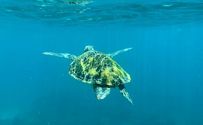 Swimming turtle, Dumaguete, Philippines. Unsplash@Siami Tan
