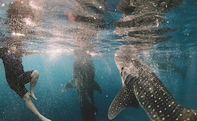 Swimming with sharks, Cebu, Philippines. Unsplash@Cameron Armstrong