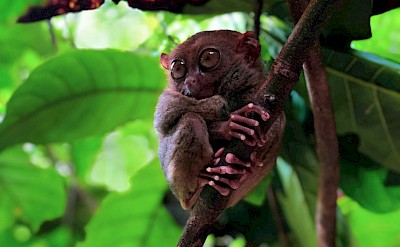 Tarsier, Loboc, Philippines. Unsplash@Armando Nathaniel Pedragoza