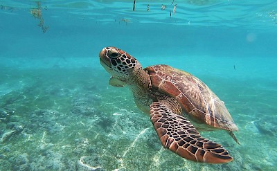 Turtle near Cebu, Philippines. Unsplash@Olga Ga