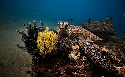 Turtle on a reef, Dumaguete, Philippines. Unsplash@Gianni Orsatti