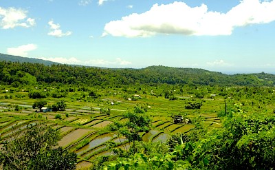 Verdant farmland of Loboc, Philippines. Unsplash@Alena Jarrett