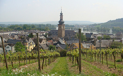The Rheingau wine region is known for its exceptional wines, most notably Riesling. Rudesheim, Germany. Photo via Flickr:Martin Lewison