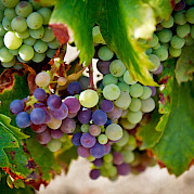Burdeos – Castillos, Ríos y Vinos Foto