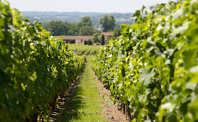 Vineyards in Saint-Émilion were planted by Romans in the 2nd century AD. Flickr:Julien Menichini