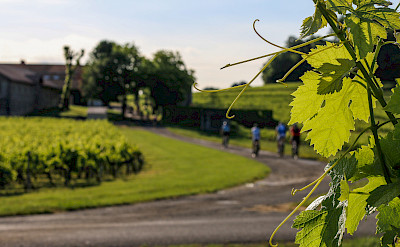 Biking past all the vineyards of the Blaye Cotes de Bordeaux! Flickr:Blaye Cotes de Bordeaux