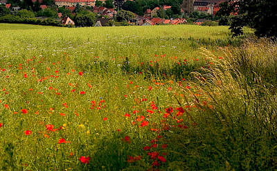 Poppies lead the biker's way to Bamberg, Germany. Flickr:Thomas Depenbusch