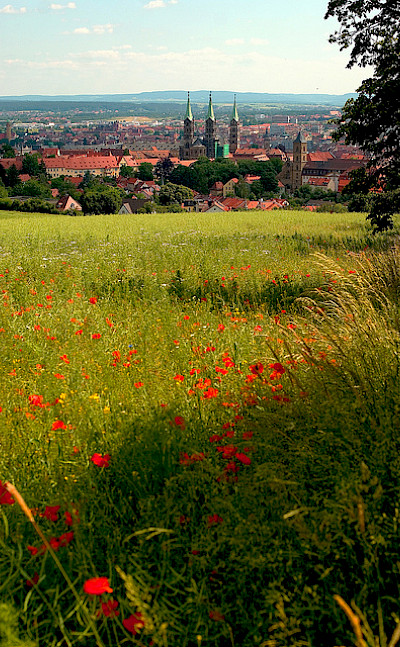 Poppies lead the biker's way to Bamberg, Germany. Flickr:Thomas Depenbusch