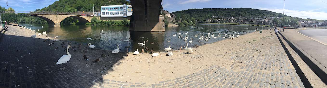 Mosel River Panorama Including Beautiful Mosel Swans
