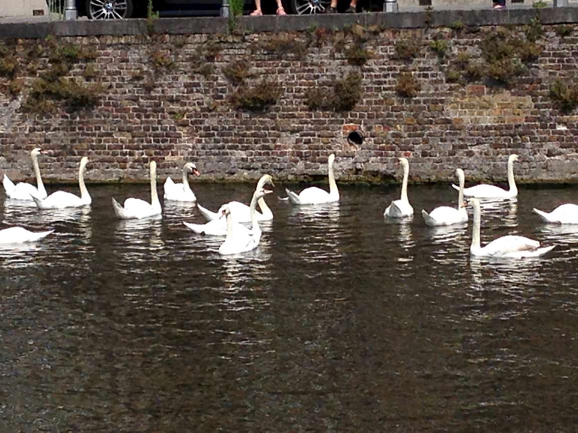 Swans