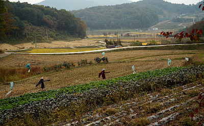 Farmers in Chungju, South Korea. Photo via Flickr:Chang Jung Lee