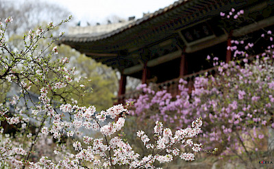 Cherry blossoms surround the temples in Seoul, South Korea. Photo via Flickr:Republic of Korea