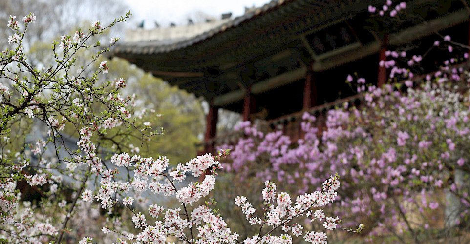 Cherry blossoms surround the temples in Seoul, South Korea. Photo via Flickr:Republic of Korea