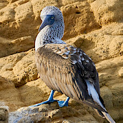 Galapagos Islands Photo