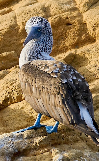 Blue-footed Booby Bird on the Galapagos Islands, Ecuador. Flickr:Pedro Szekely