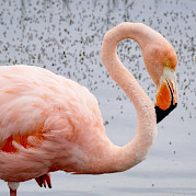 Galapagos Islands Photo