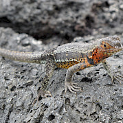Galapagos Islands Photo