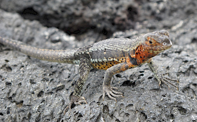 Lava lizard on Puerto Villamil, Isabel Island, Galapagos Islands, Ecuador. Flickr:Mikko Koponen