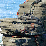 Galapagos Islands Photo