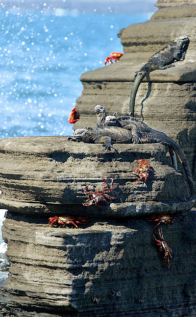 Marine iguanas and Sally Lightfoot crabs, Galapagos Islands, Ecuador. Flickr:Les Williams