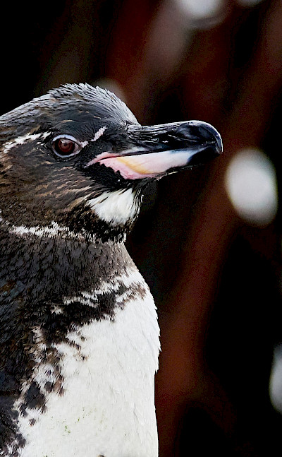 Penguins on the Galapagos Islands, Ecuador. Flickr:Pedro Szekely