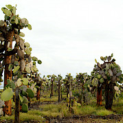 Galapagos Islands Photo