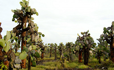 Prickly pear forest on Santa Cruz Island, Galapagos Islands, Ecuador. Flickr:Dallas Krentzel