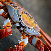 Galapagos Islands Photo