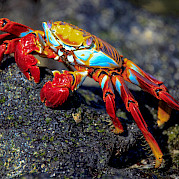 Galapagos Islands Photo
