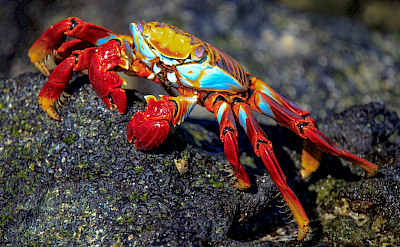 Sally Light Foot Crab on the Galapagos Islands, Ecuador. Flickr:Murray Foubister