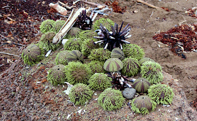 Sea urchins on Floreana Island, Galapagos Islands, Ecuador. Flickr:claumoho