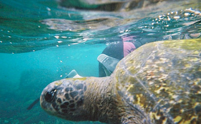 Snorkeling with sea turtles on Isabela Island, Galapagos Islands, Ecuador. Flickr:Karen Wilson