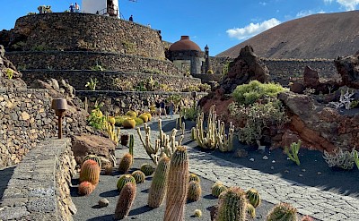 Cacti and windmill, Lanzarote, Spain. Unsplash@Michael Lammli