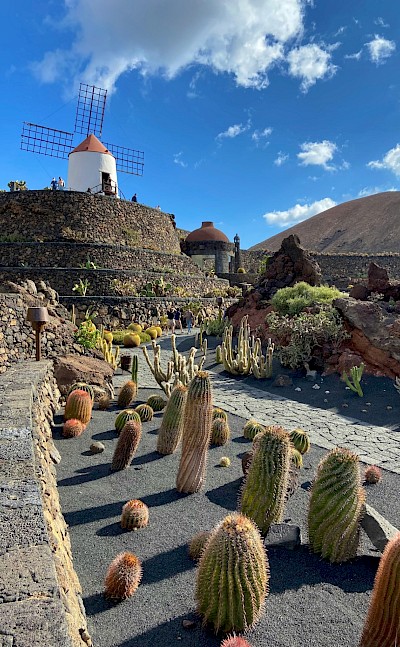 Cacti and windmill, Lanzarote, Spain. Unsplash@Michael Lammli