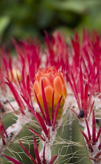 Cactus flower on the Spanish island of Lanzarote, part of the Canary Islands. Photo via Flickr:malink_78